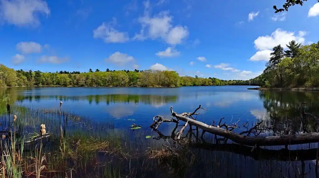 Plymouth County woods, Massachusetts